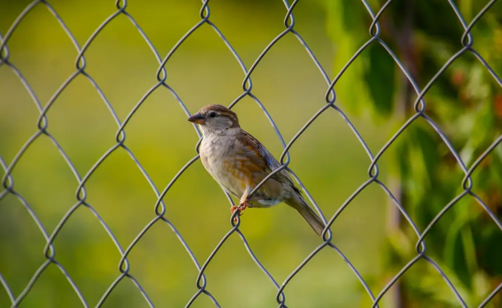 Chain Link Removal and Replacement