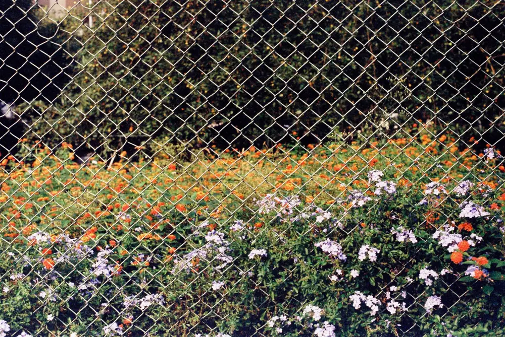 Chain Link Removal and Replacement