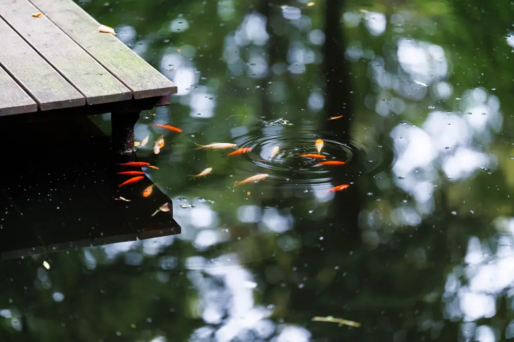 Natural Swimming Pool Cost