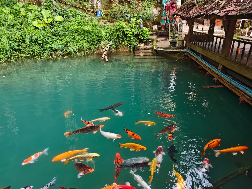 Natural Swimming Pool Cost